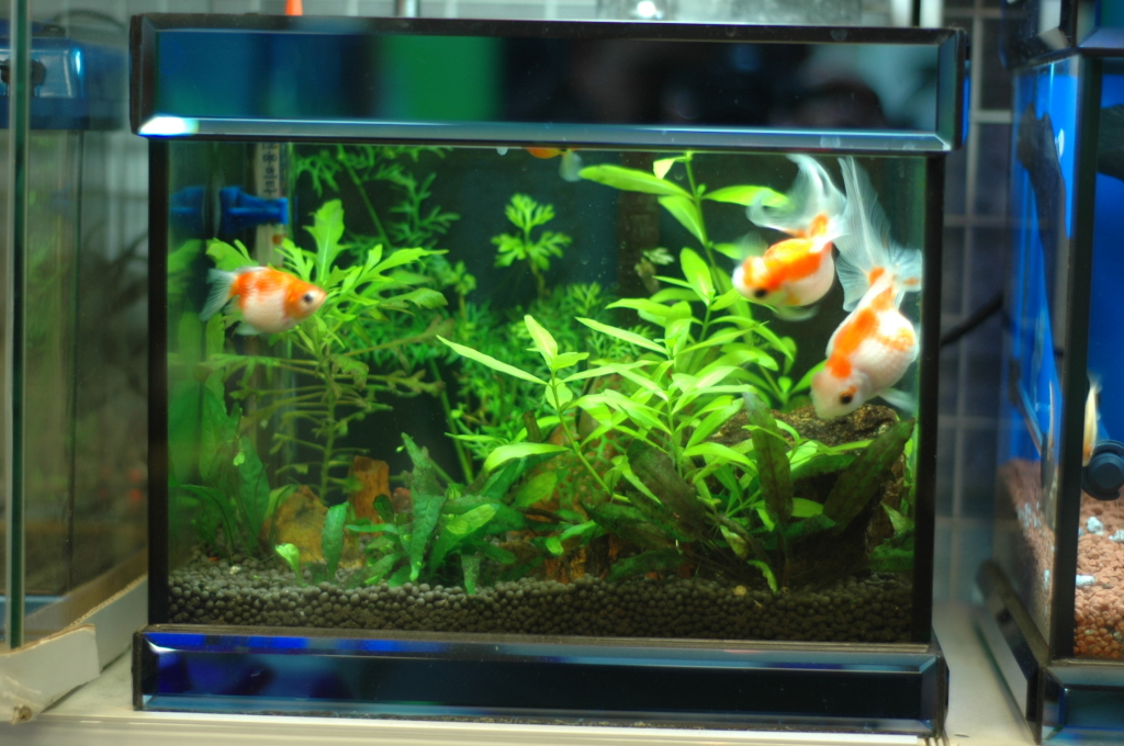 http://paranfish.tistory.com/category/%EC%88%98%EC%B4%88%EC%96%B4%ED%95%AD 파란피쉬 ::
