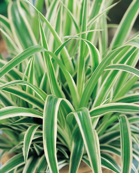 spider plant sketch